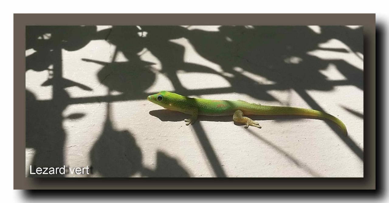 Le Gecko Vert Manapany-les Bains Kültér fotó