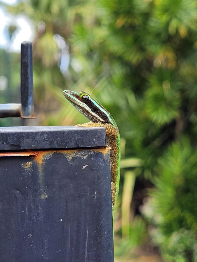 Le Gecko Vert Manapany-les Bains Kültér fotó